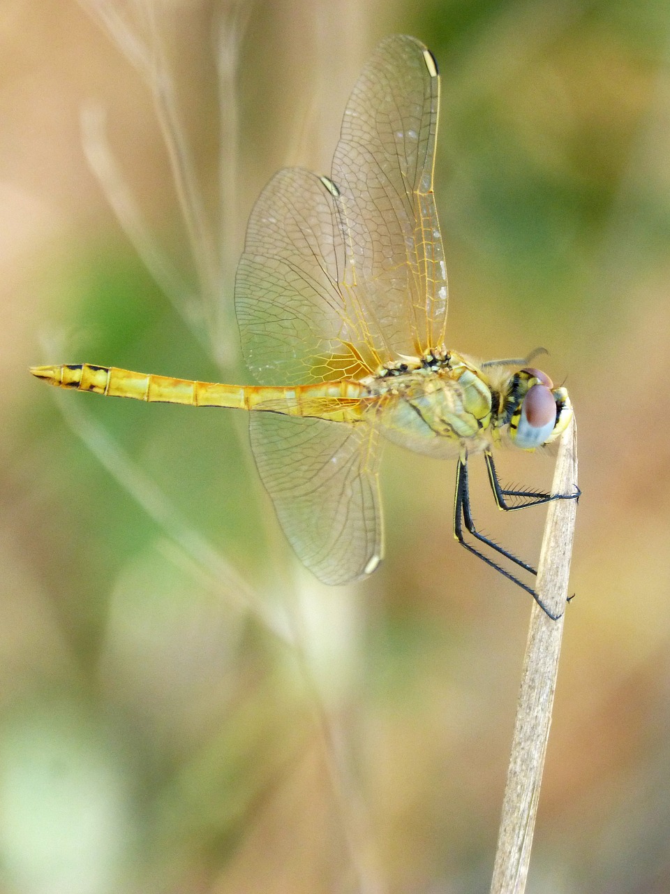 yellow dragonfly orthetrum chrysostigma stem free photo