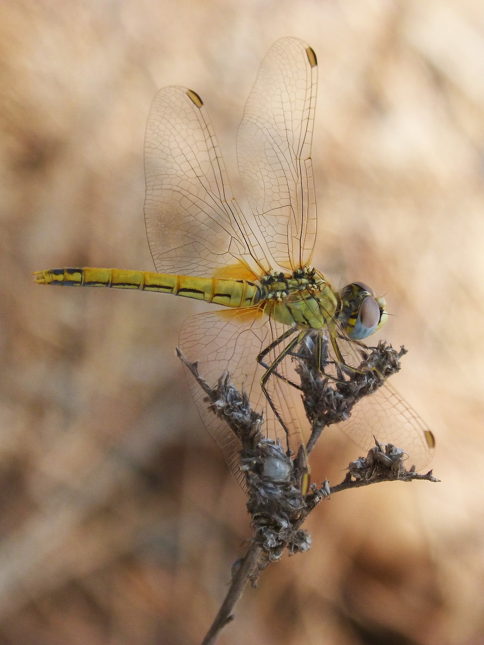 yellow dragonfly sympetrum fonscolombii dry flower free photo