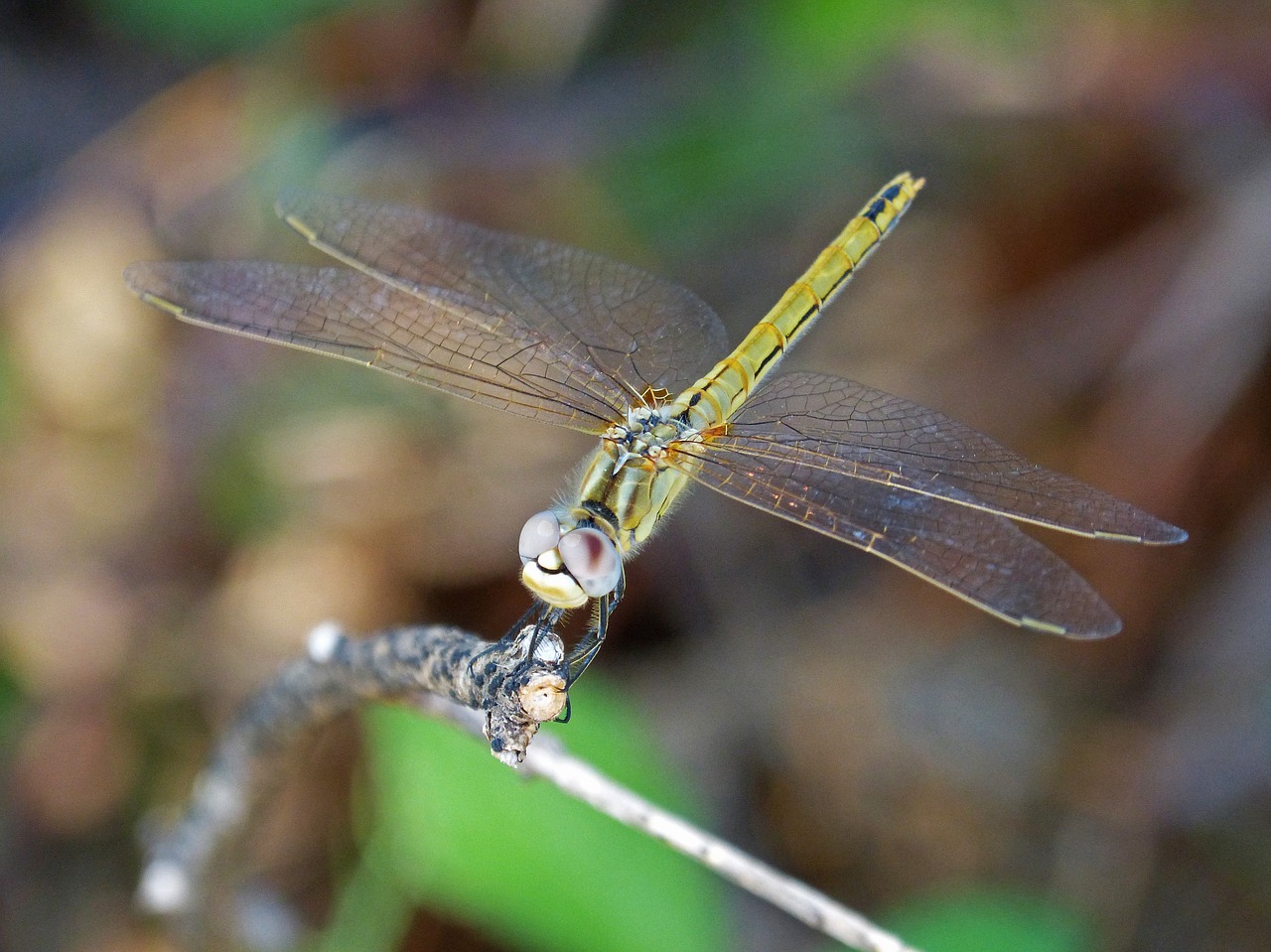 yellow dragonfly winged insect branch free photo