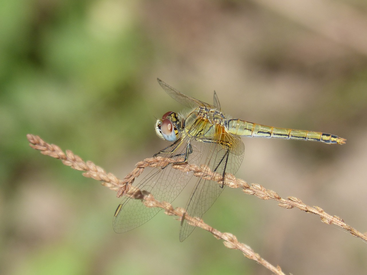 yellow dragonfly dragonfly sympetrum fonscolombii free photo