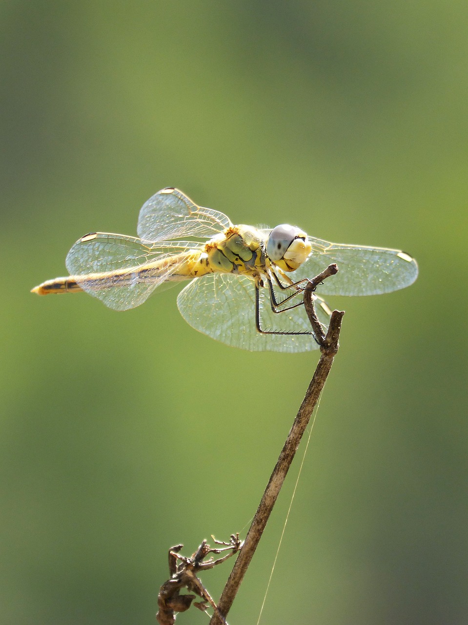 yellow dragonfly dragonfly branch free photo