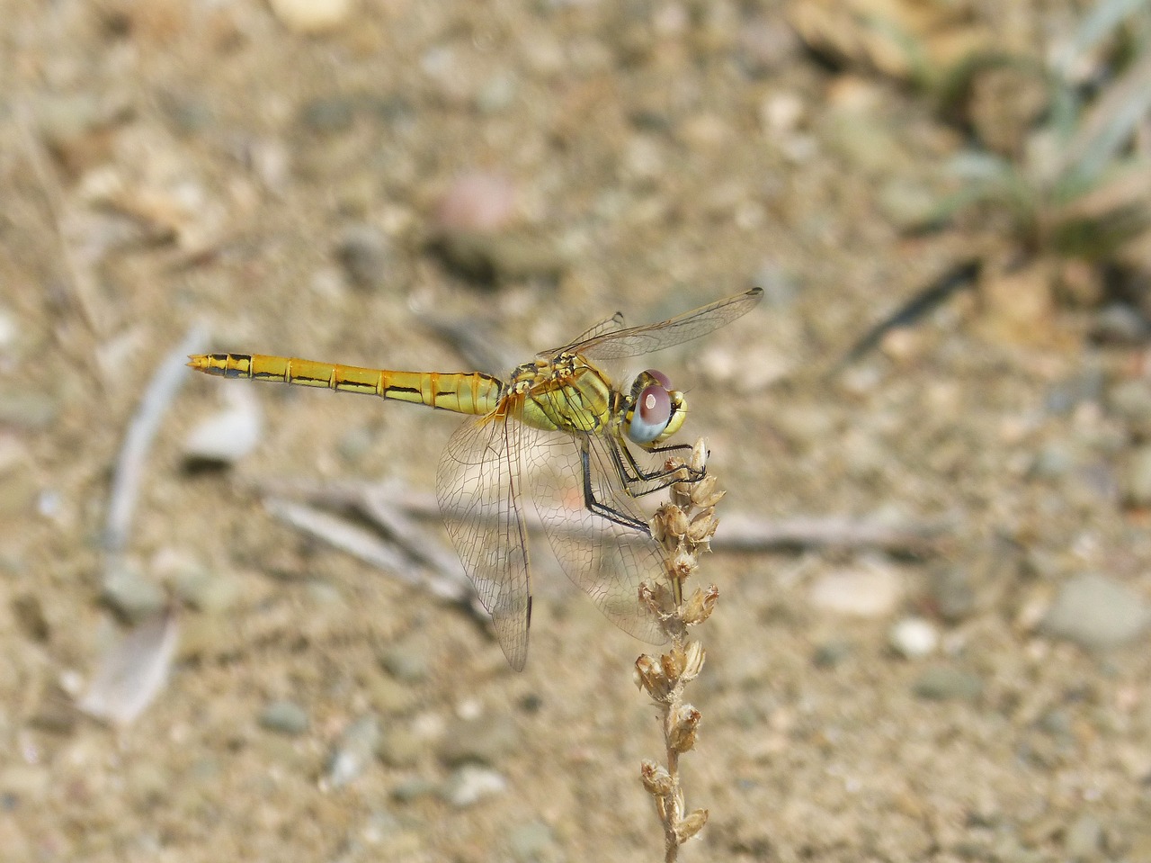 yellow dragonfly dragonfly parot of xarreteres free photo