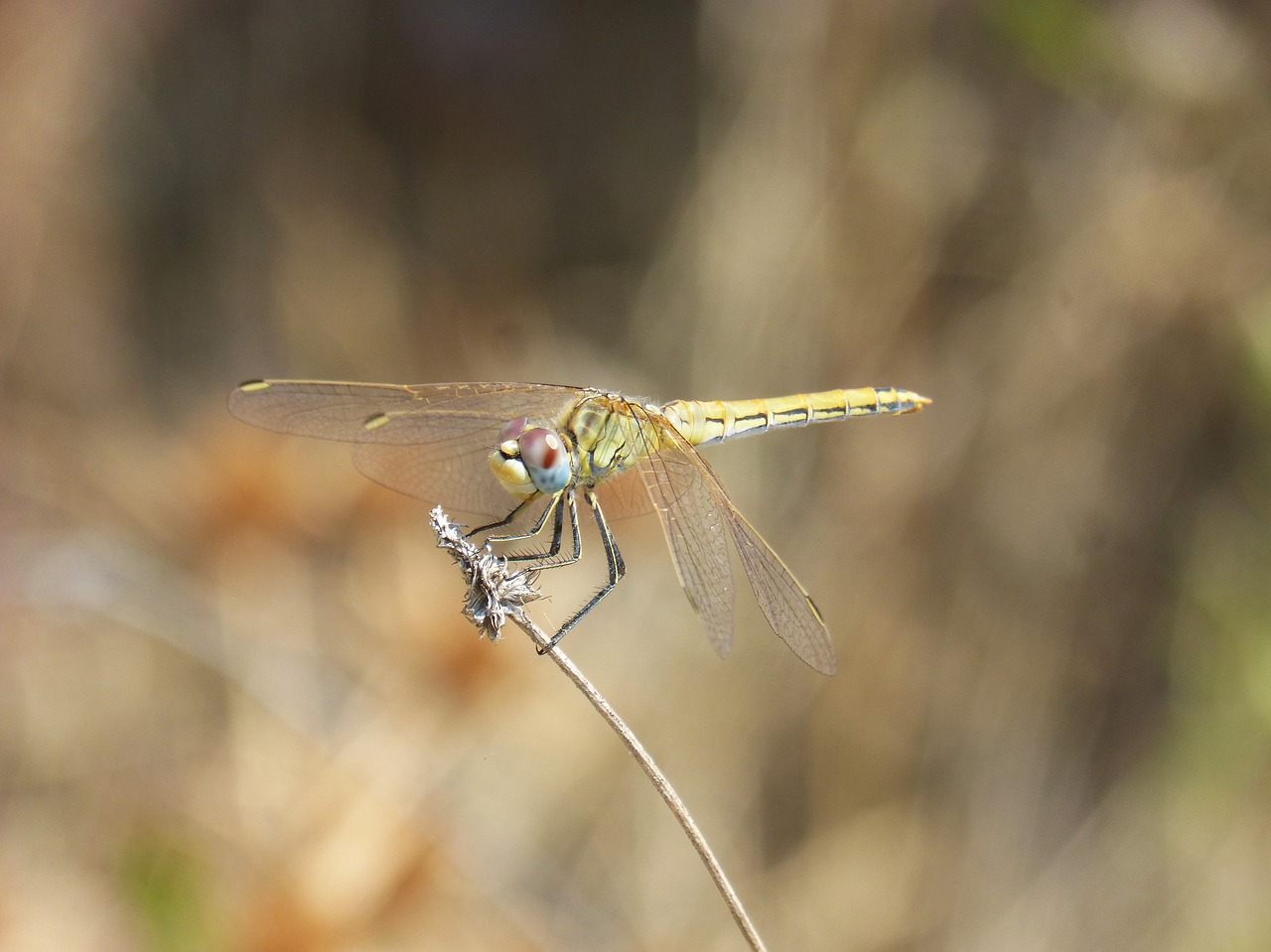 yellow dragonfly dragonfly branch free photo