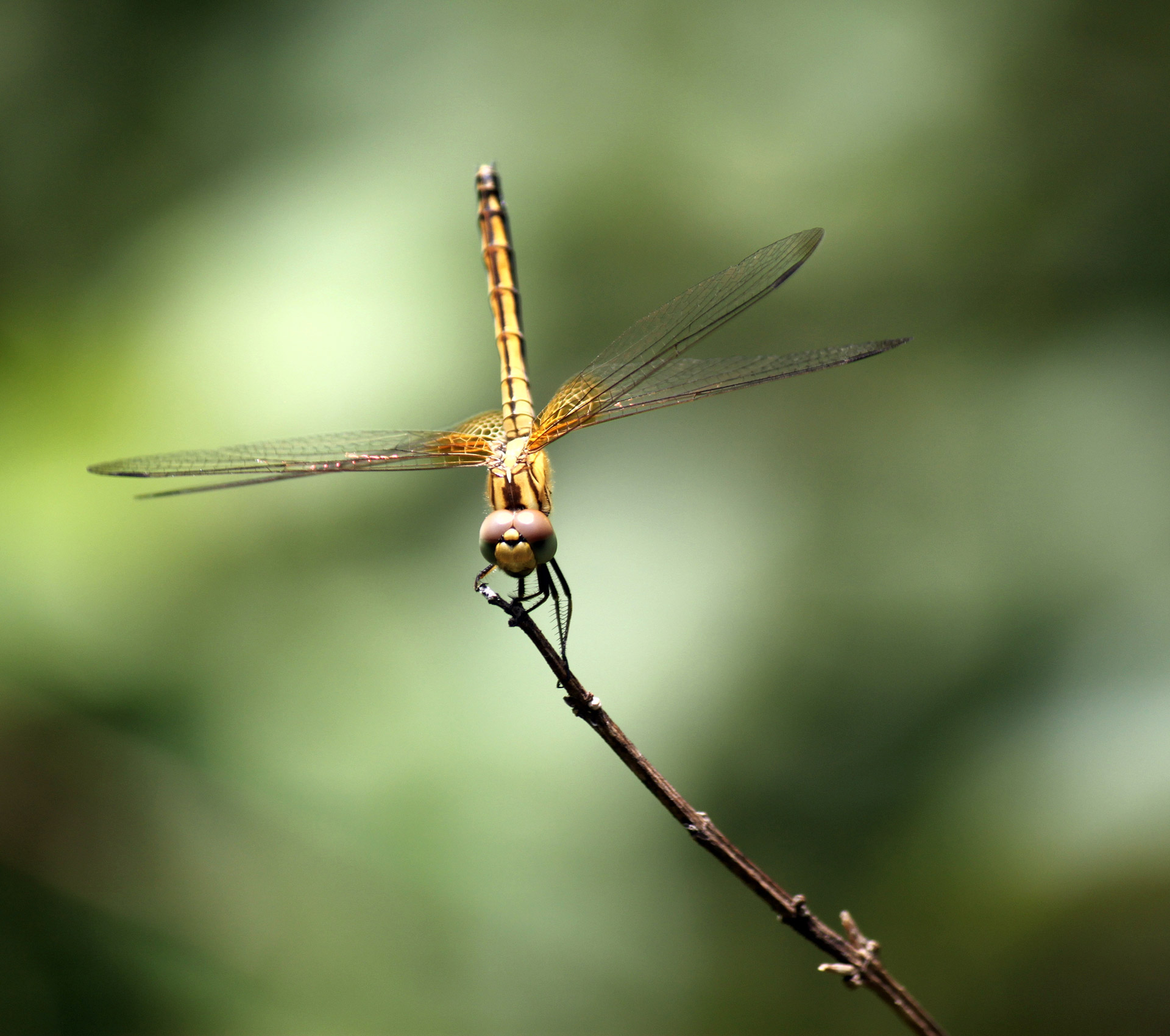 yellow dragonfly staying at stick sunlight singapore free photo