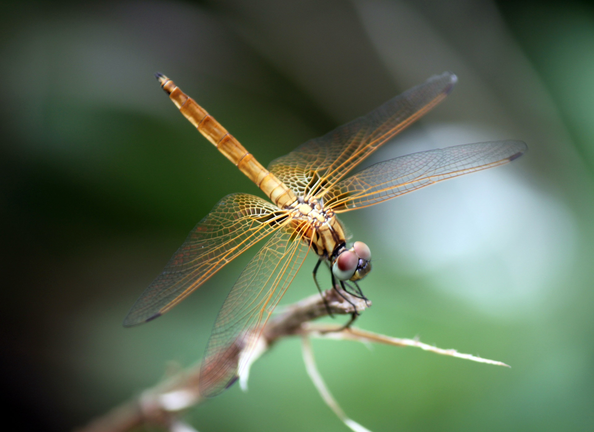 yellow dragonfly staying at stick shot singapore little guilin yellow dragonfly staying at stick free photo