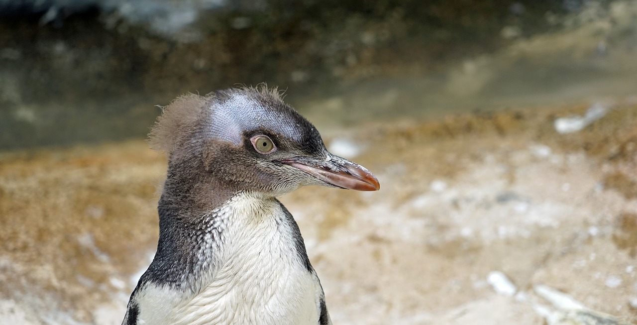 yellow eye penguin young animal moult free photo