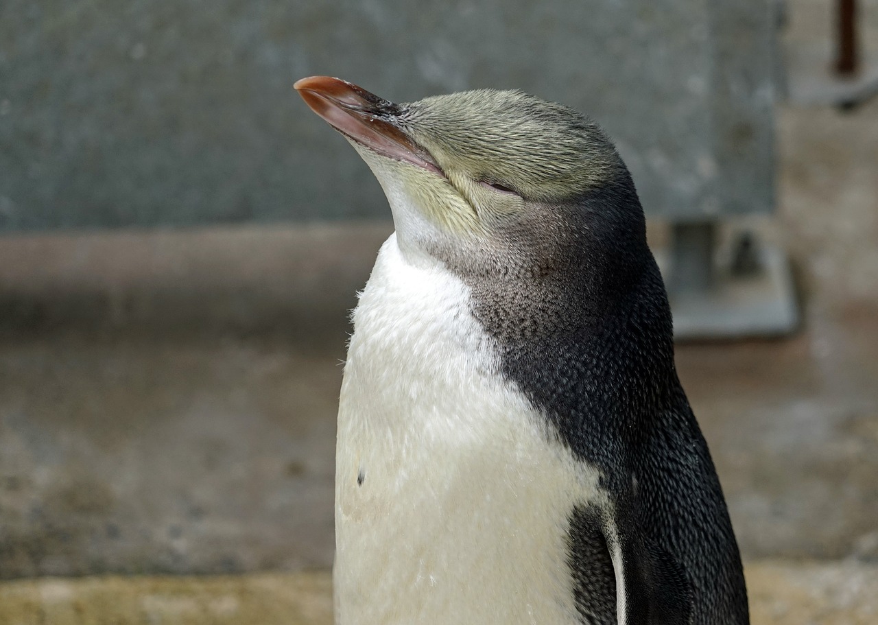 yellow eye penguin new zealand rest free photo