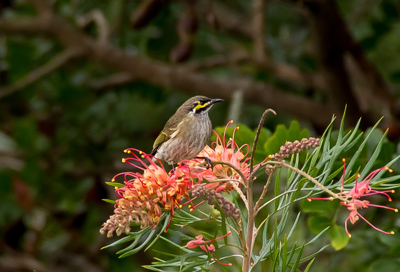 yellow faced honeyeater bird honeyeater free photo