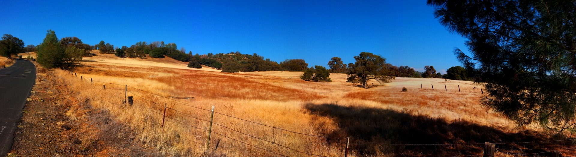 landscape grass yellow free photo