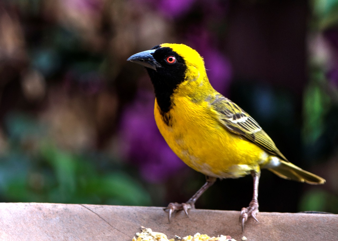 yellow finch bird garden free photo