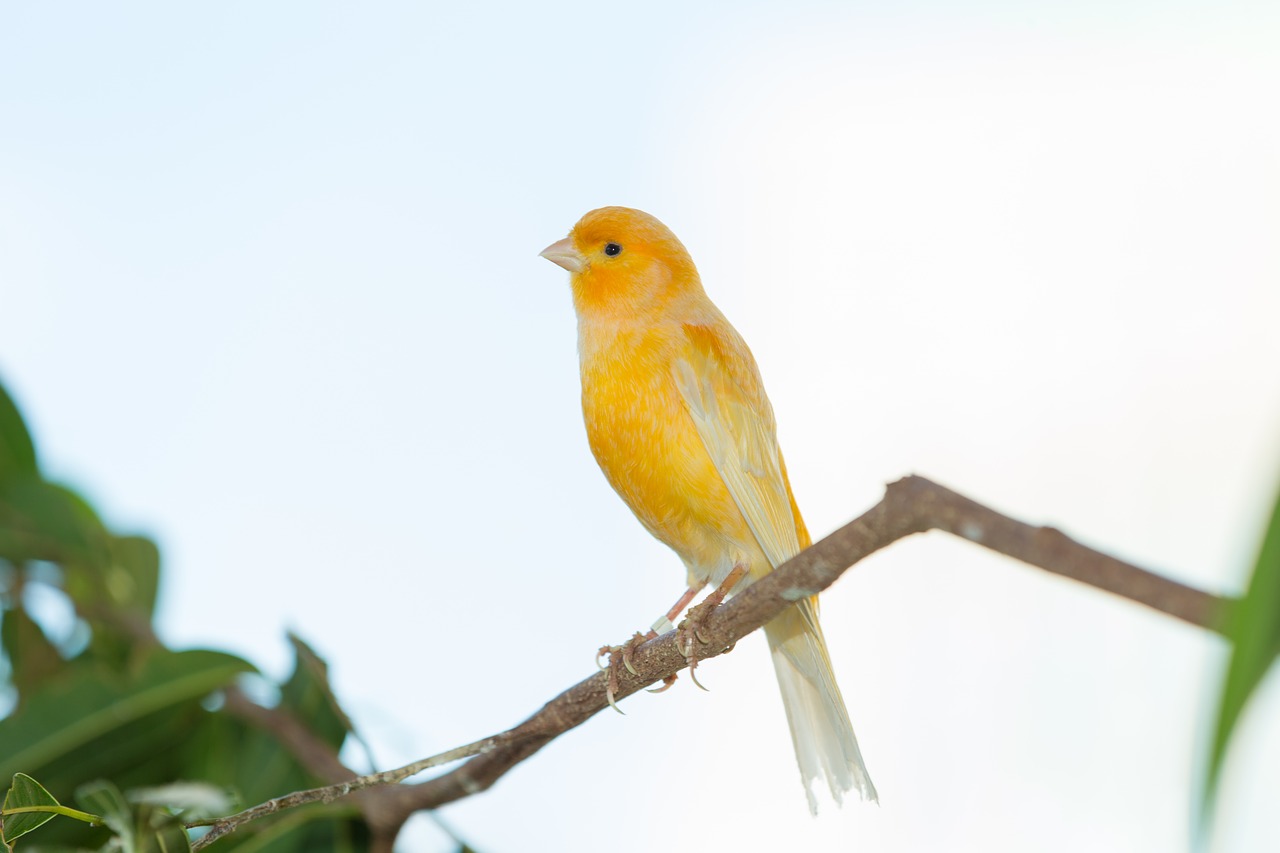 yellow finch finch bird yellow creature free photo
