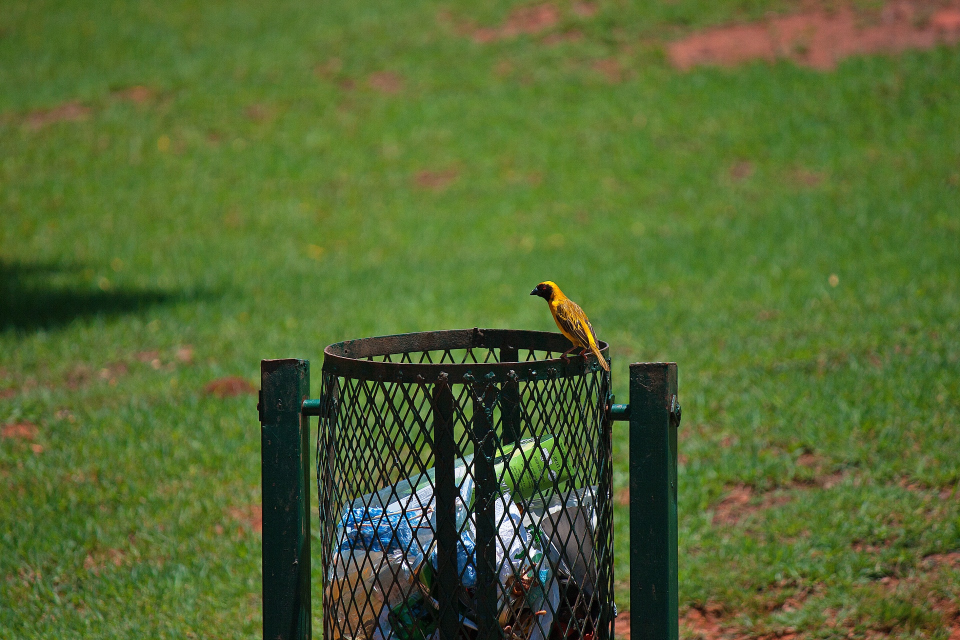 bird finch weaver free photo