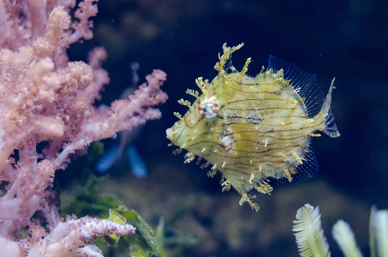 yellow fish exotic coral free photo