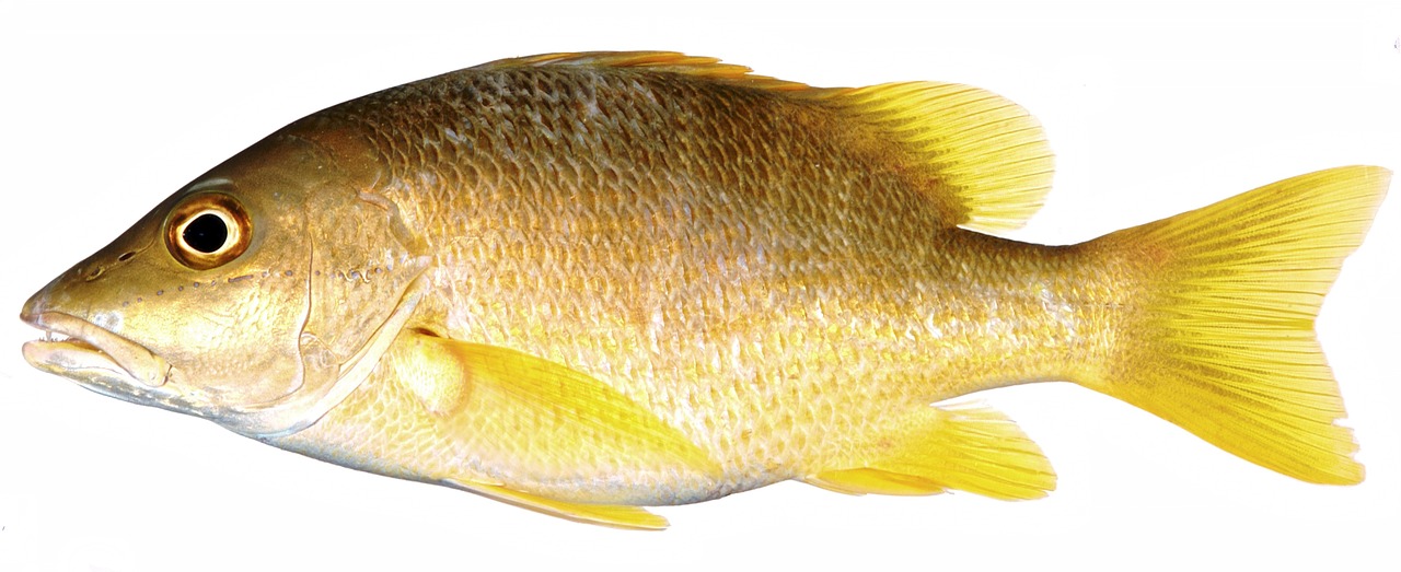 yellow fish snapper yellow fin fish free photo