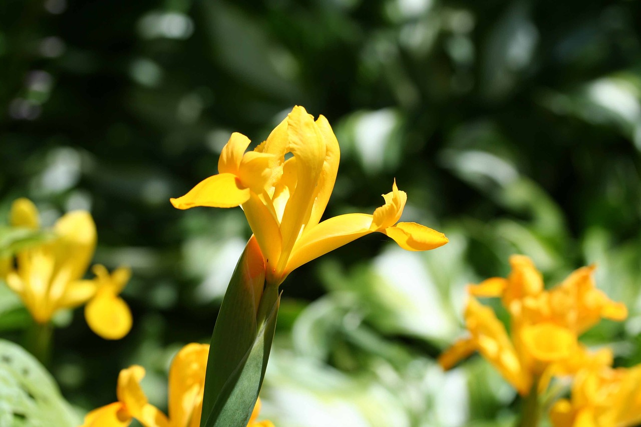 yellow flag iris iris pseudacorus green free photo