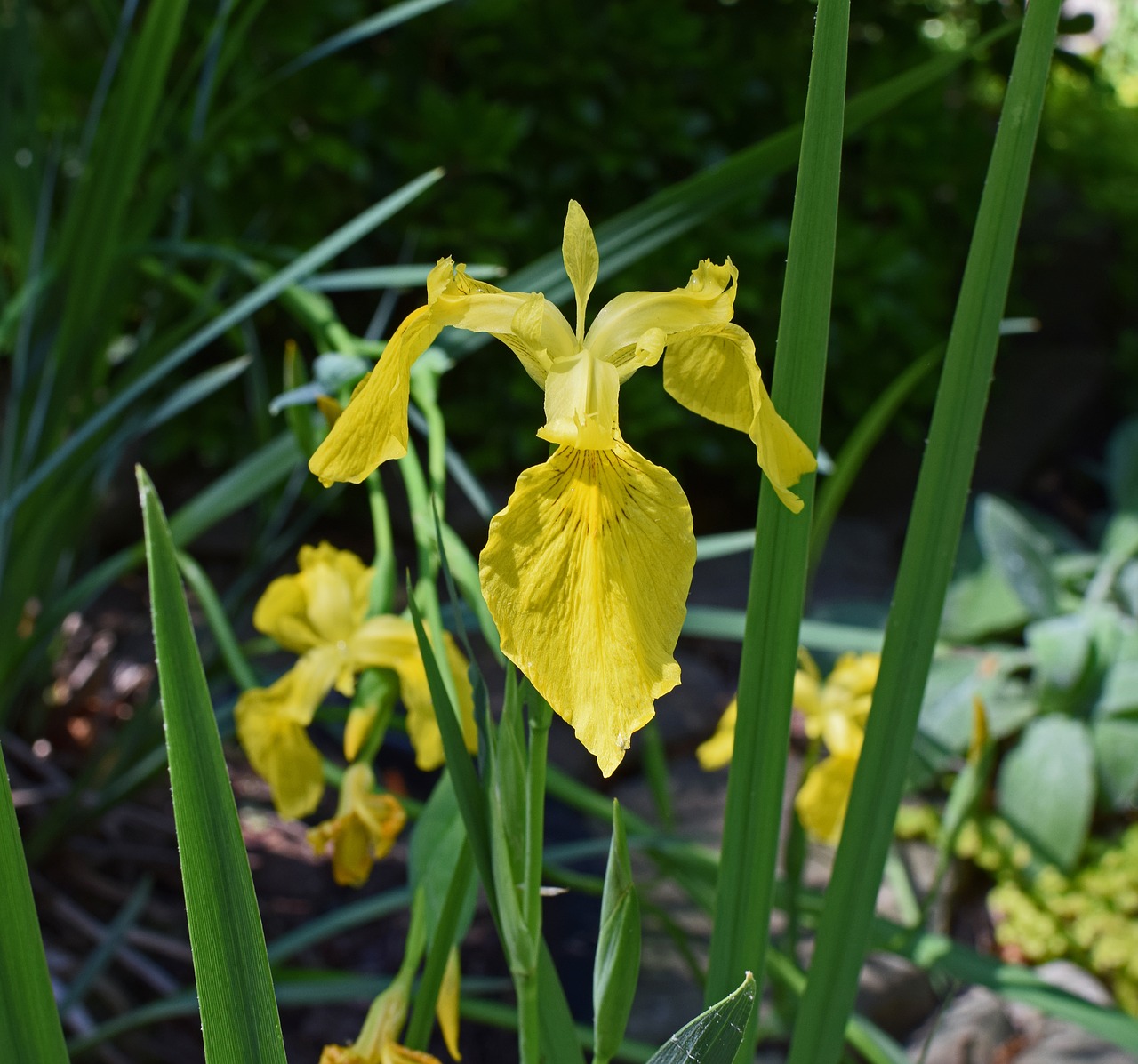yellow flag isis  iris  flower free photo