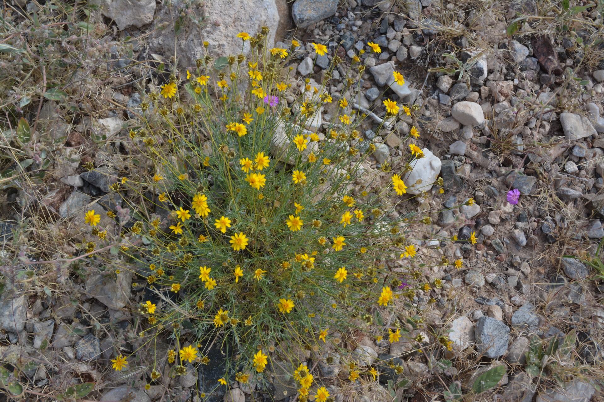 flowers colorful plant free photo