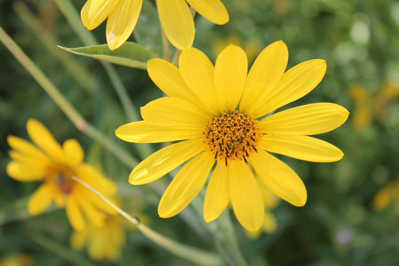 yellow flower garden botanical free photo