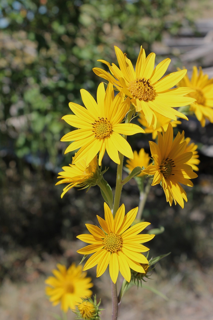 yellow flower flowers yellow free photo