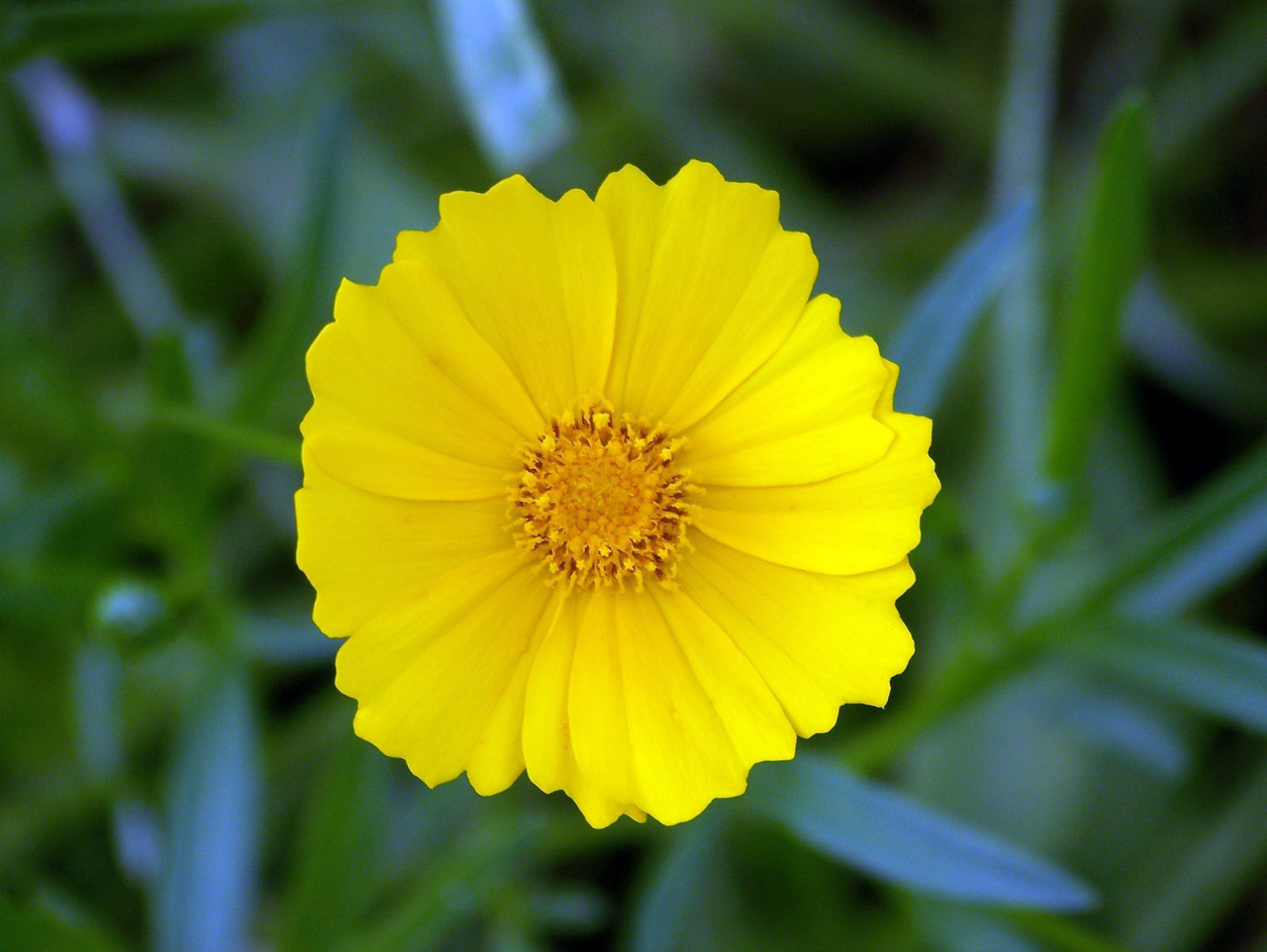 yellow flower summer free photo