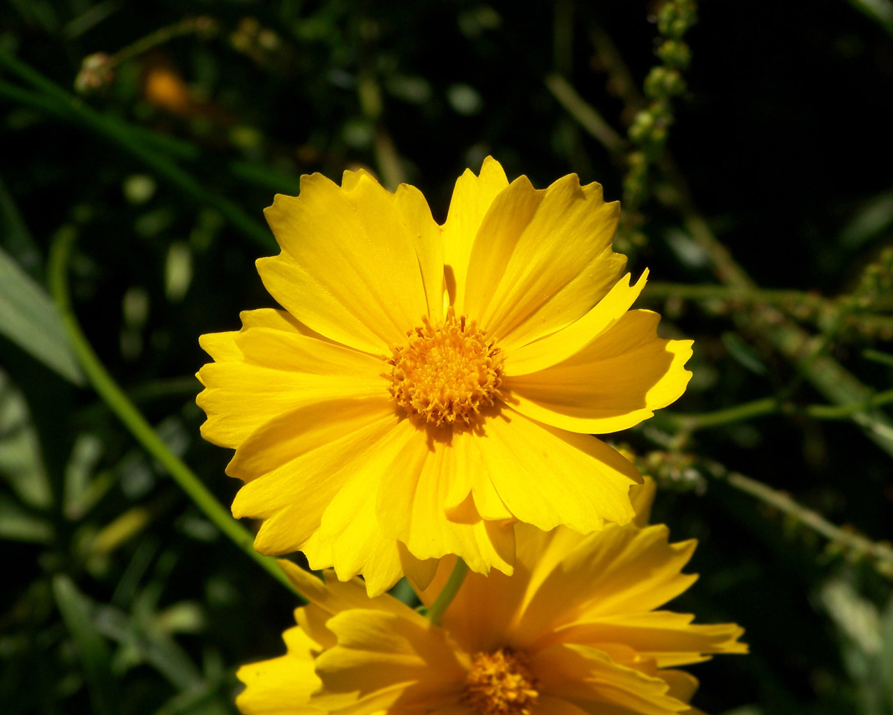 yellow flower summer free photo