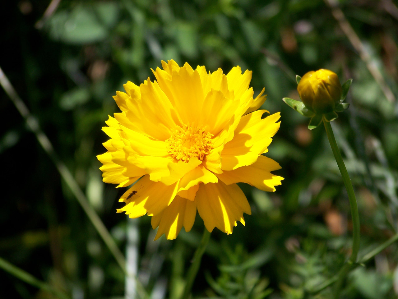 yellow summer flower free photo