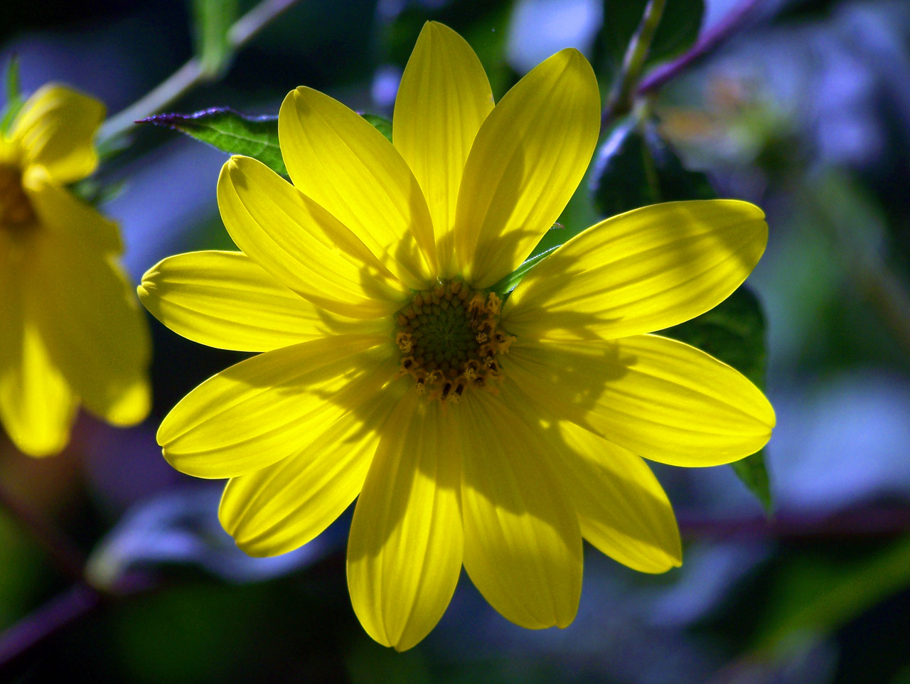 yellow flower petals free photo