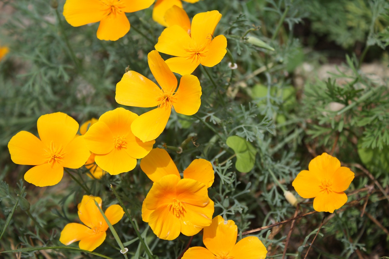 yellow flower flower yellow free photo