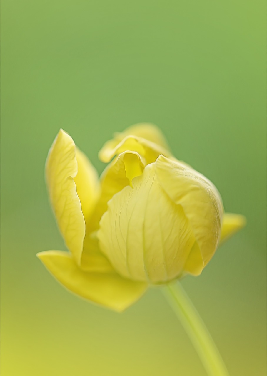 yellow flower flower s free photo