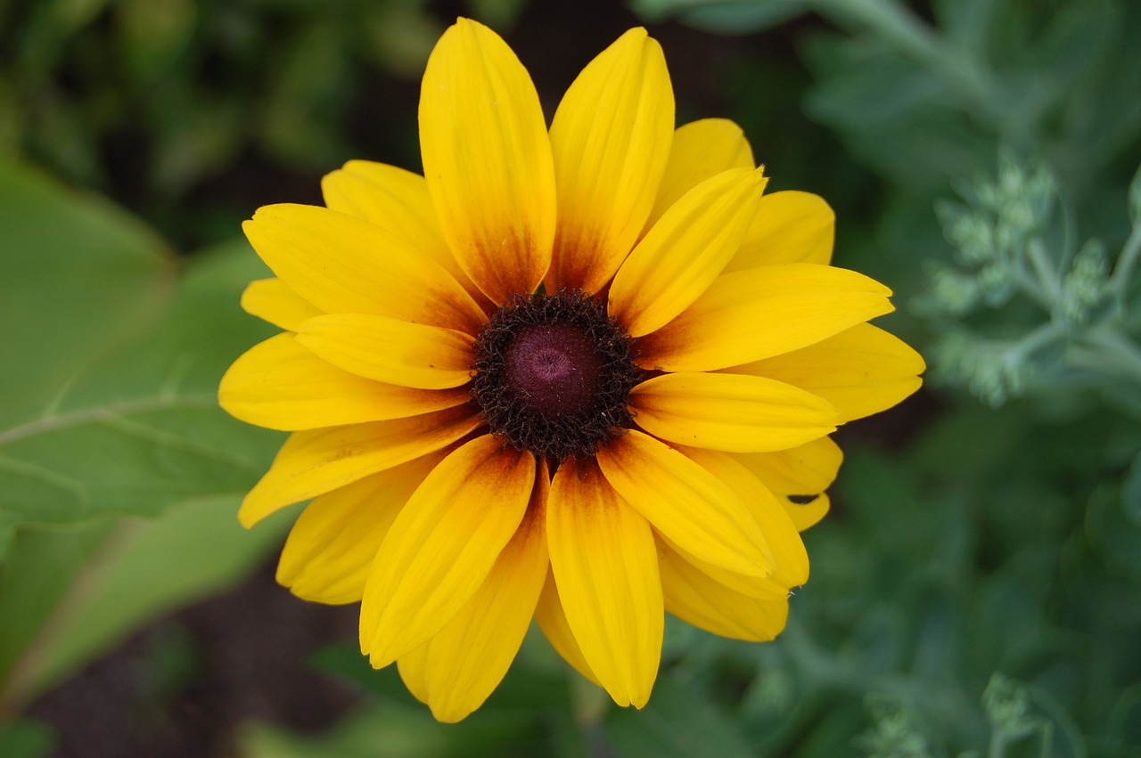 yellow flower daisy nature free photo