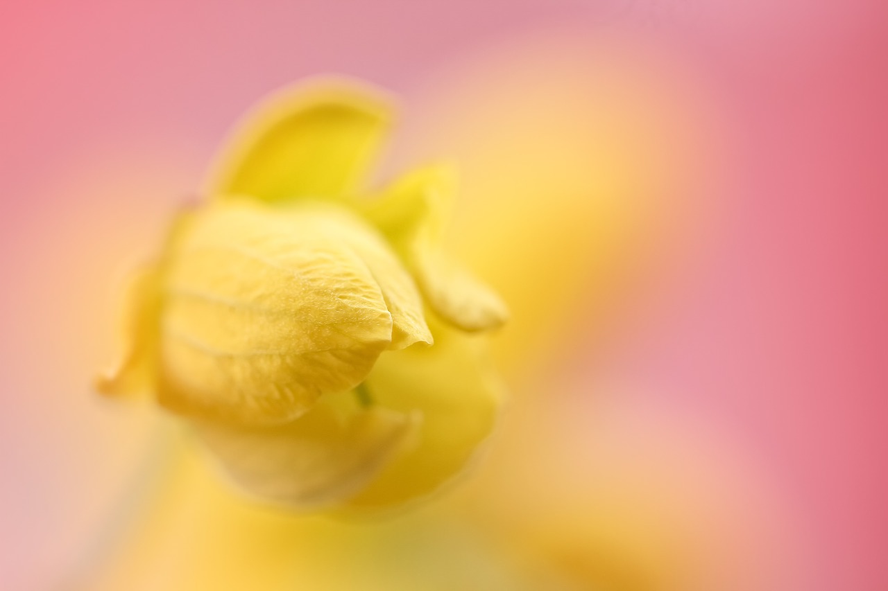 yellow flower flower yellow free photo