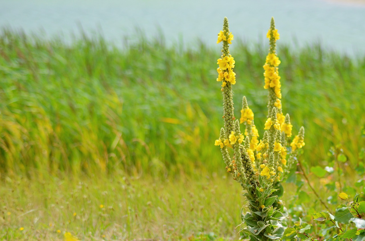 yellow flower yellow nature free photo