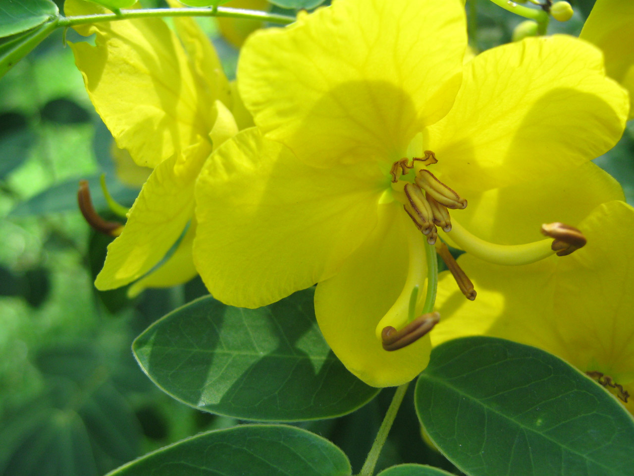 flower yellow yellow flower free photo