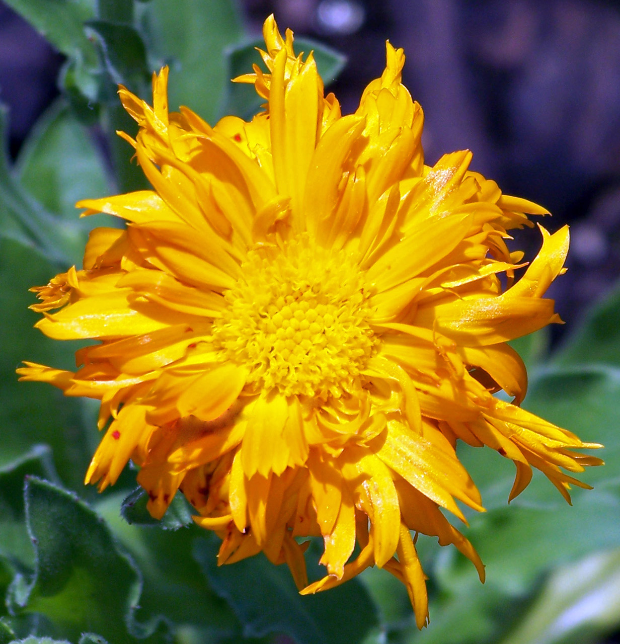 flower yellow yellow flower free photo