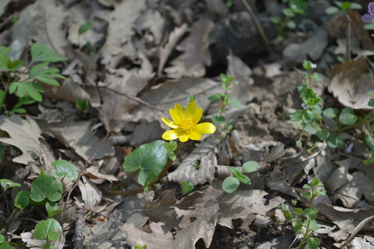 yellow flower sunny day forest free photo