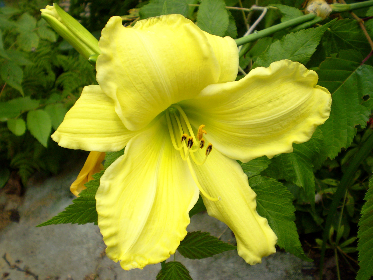 flower yellow wild free photo