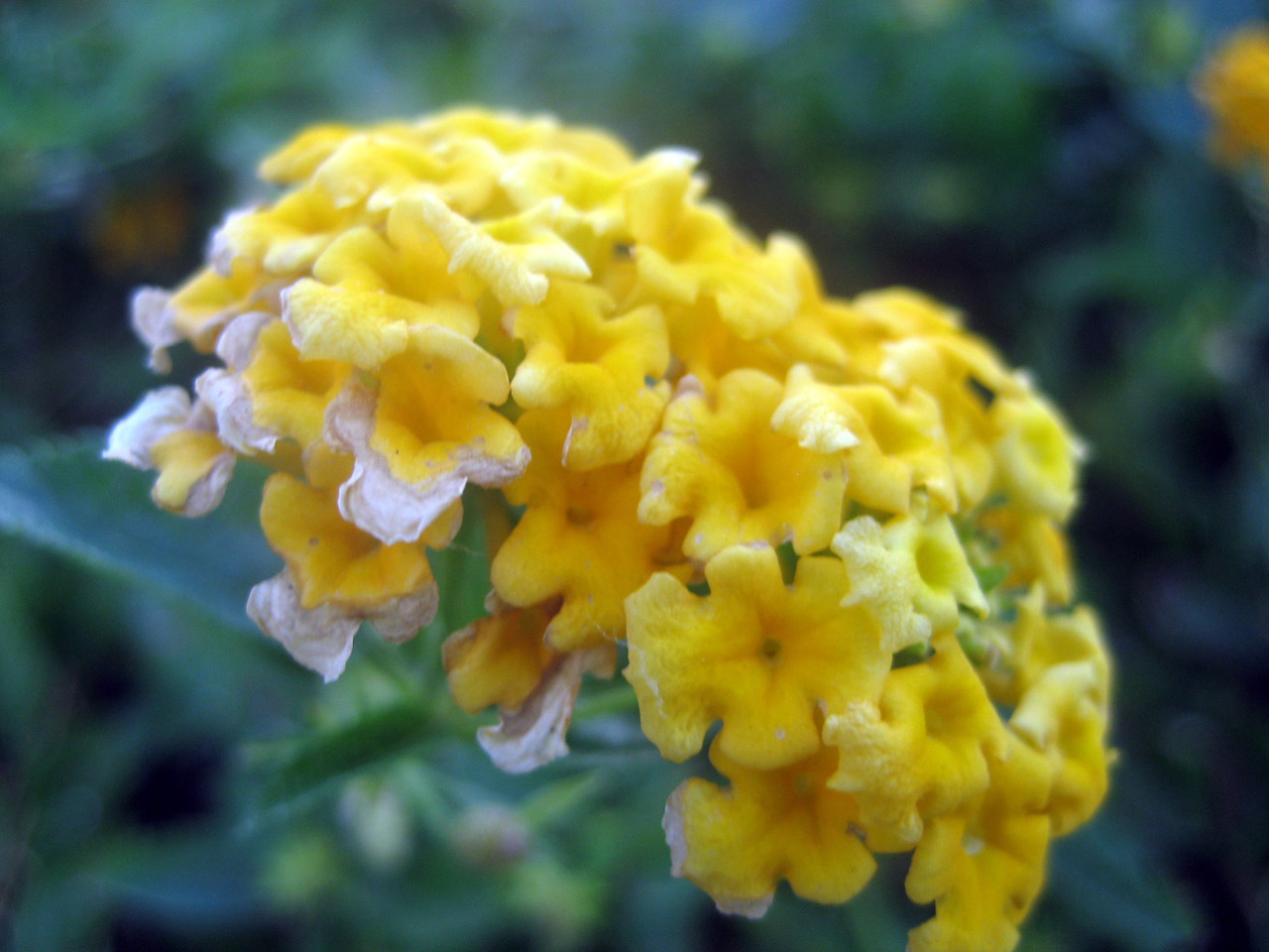 yellow flower green free photo