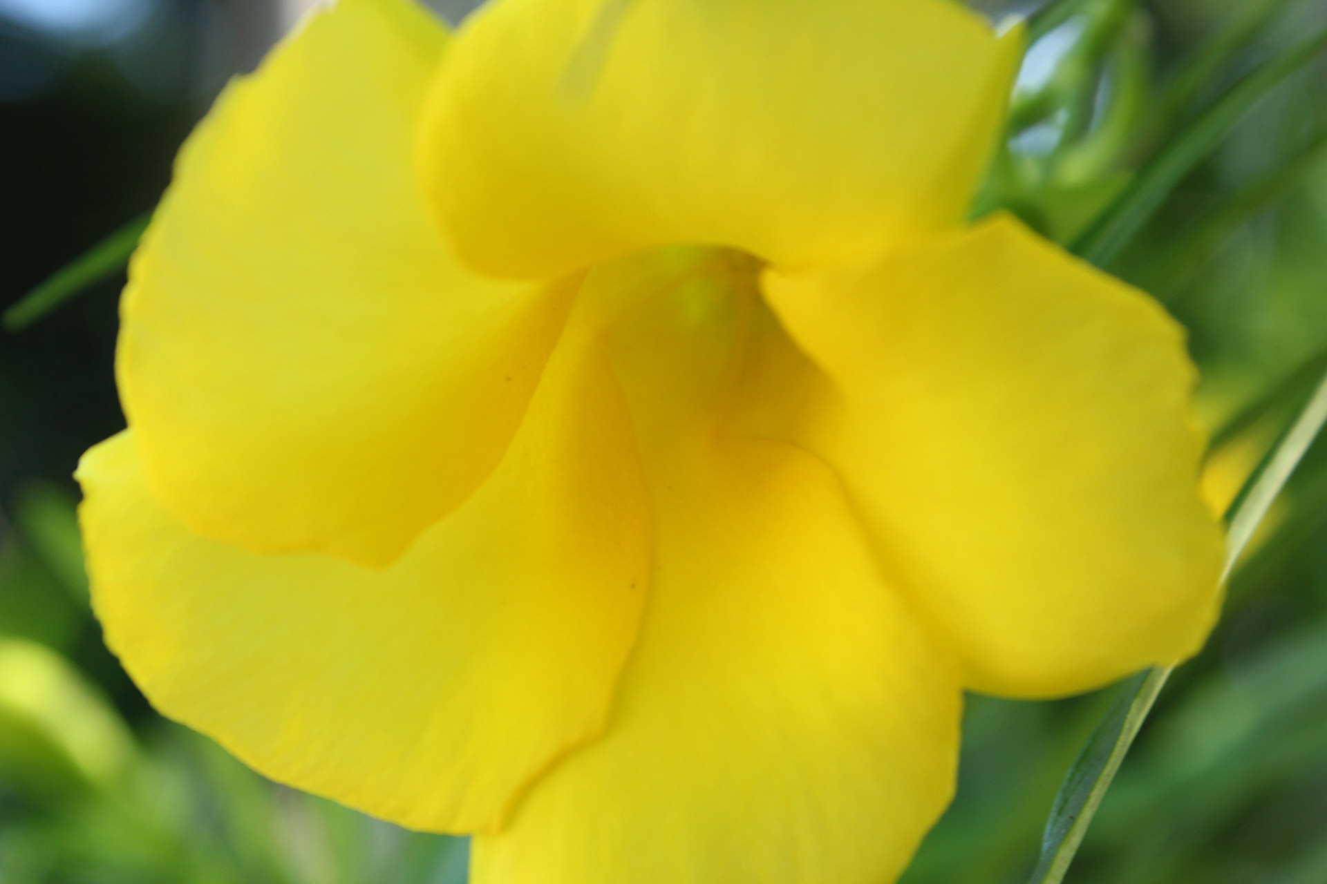 yellow flowers leaves free photo