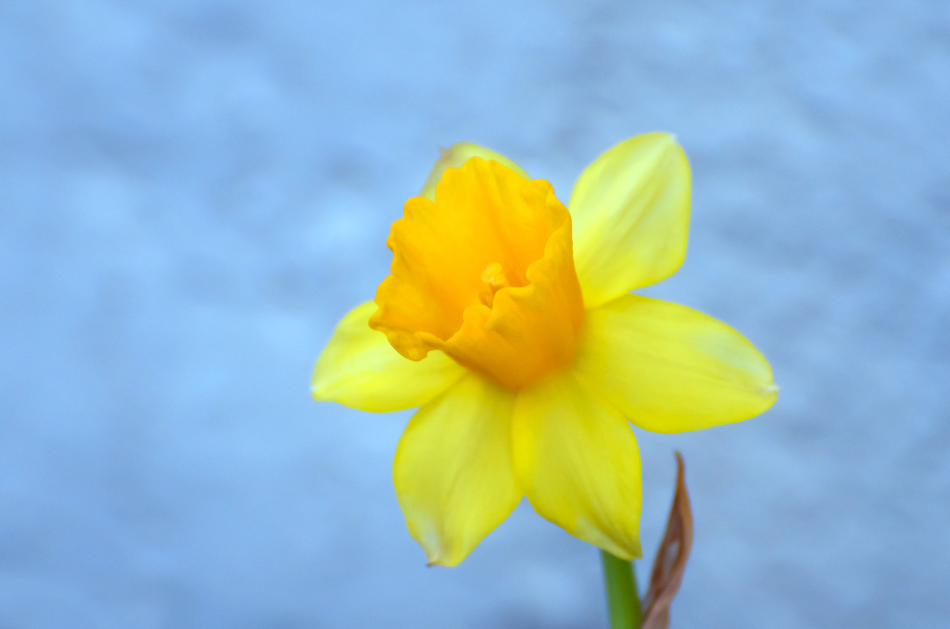 flowers flower yellow free photo