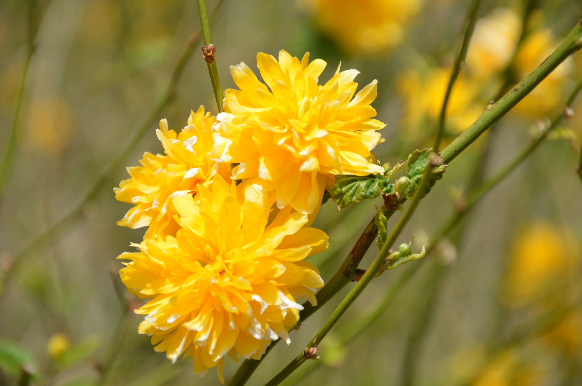 flower yellow nature free photo