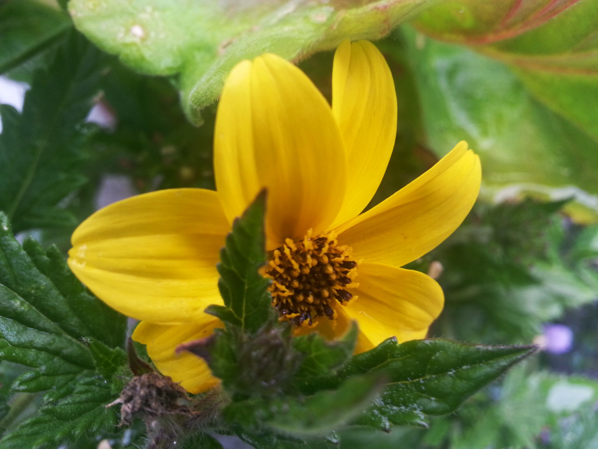 flower rain summer free photo