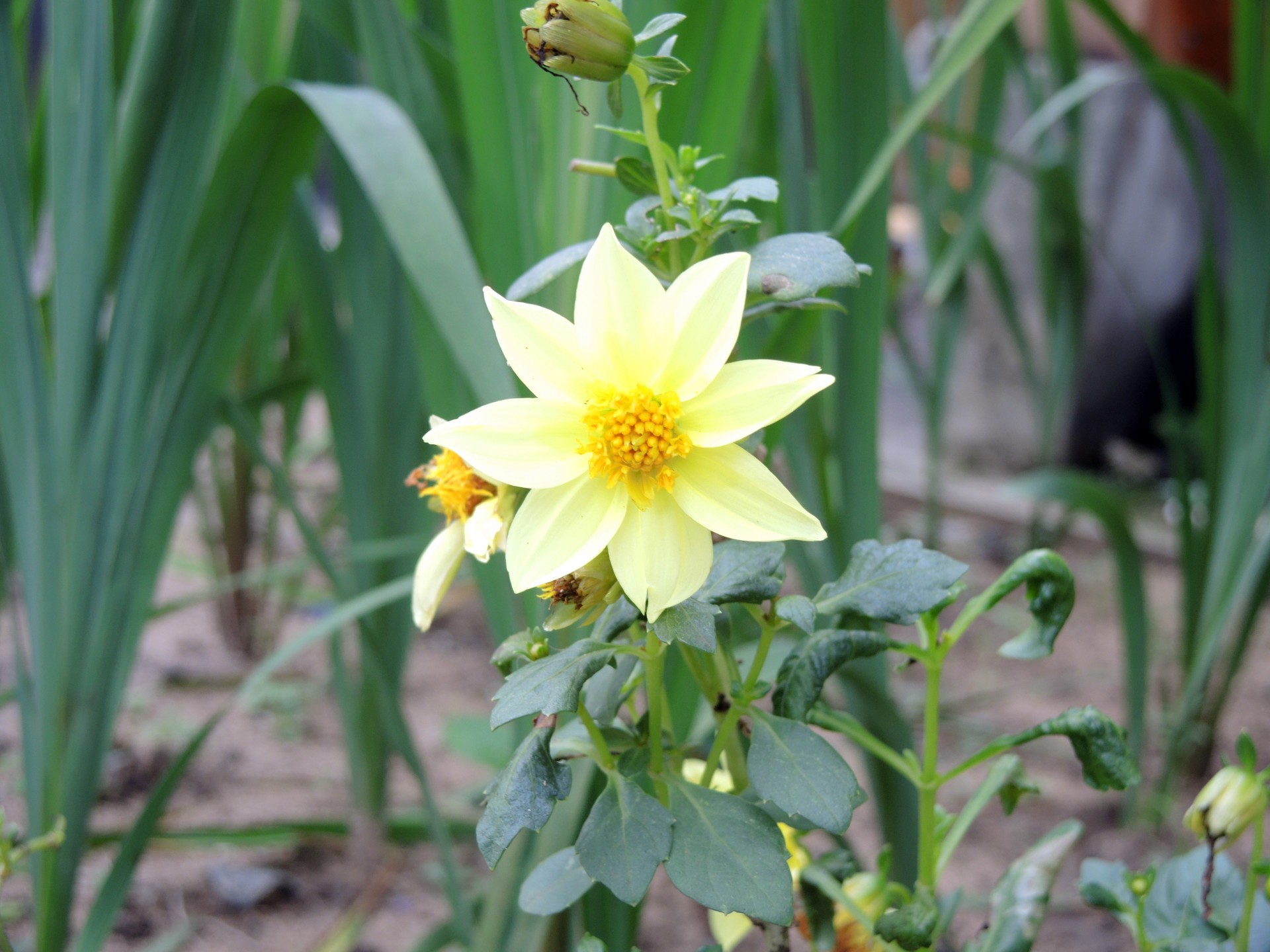 closeup flower macro free photo