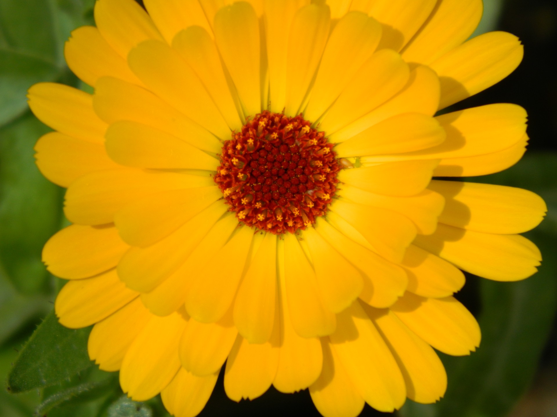 flower yellow flower garden free photo