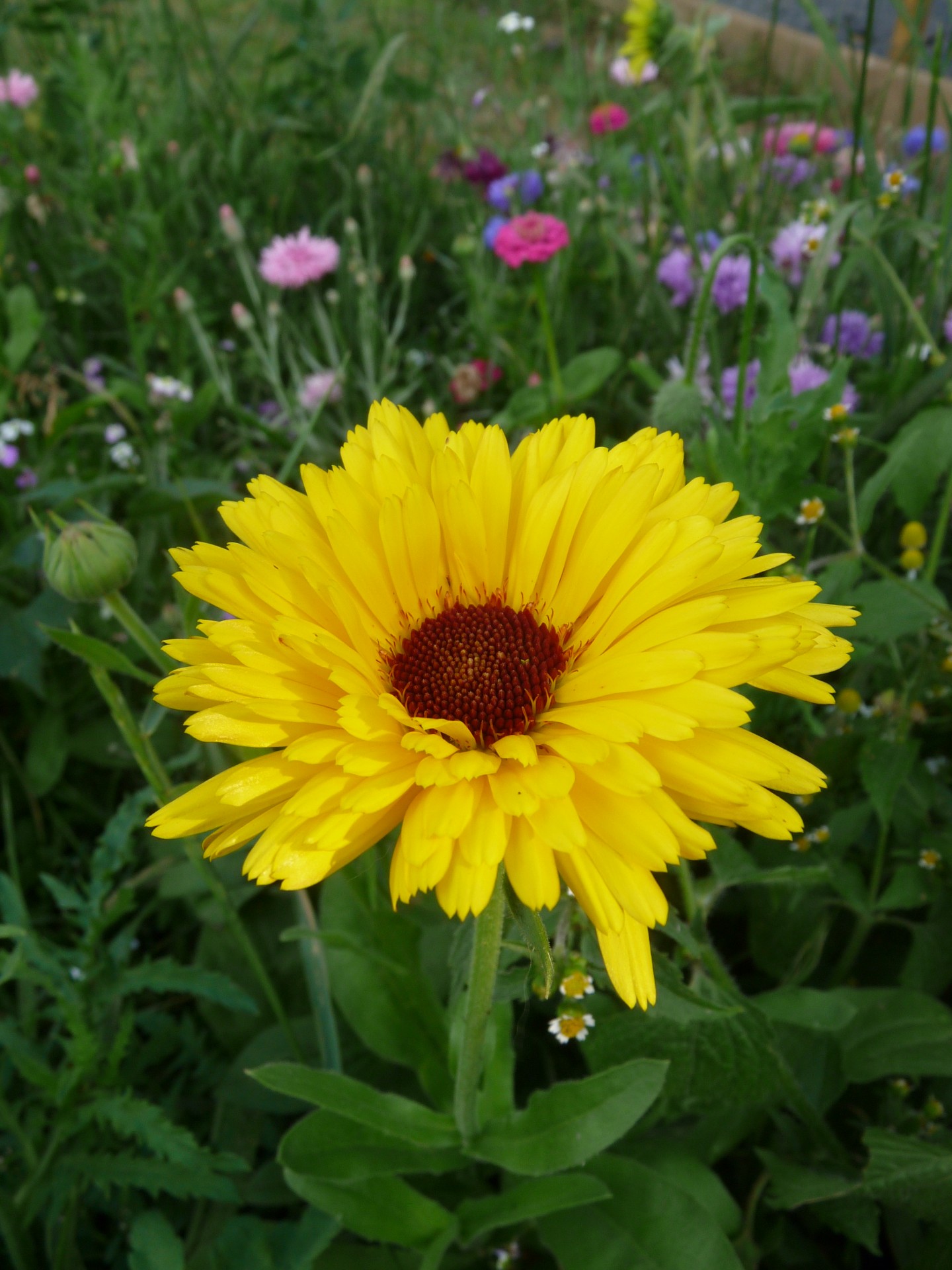 yellow flower field free photo