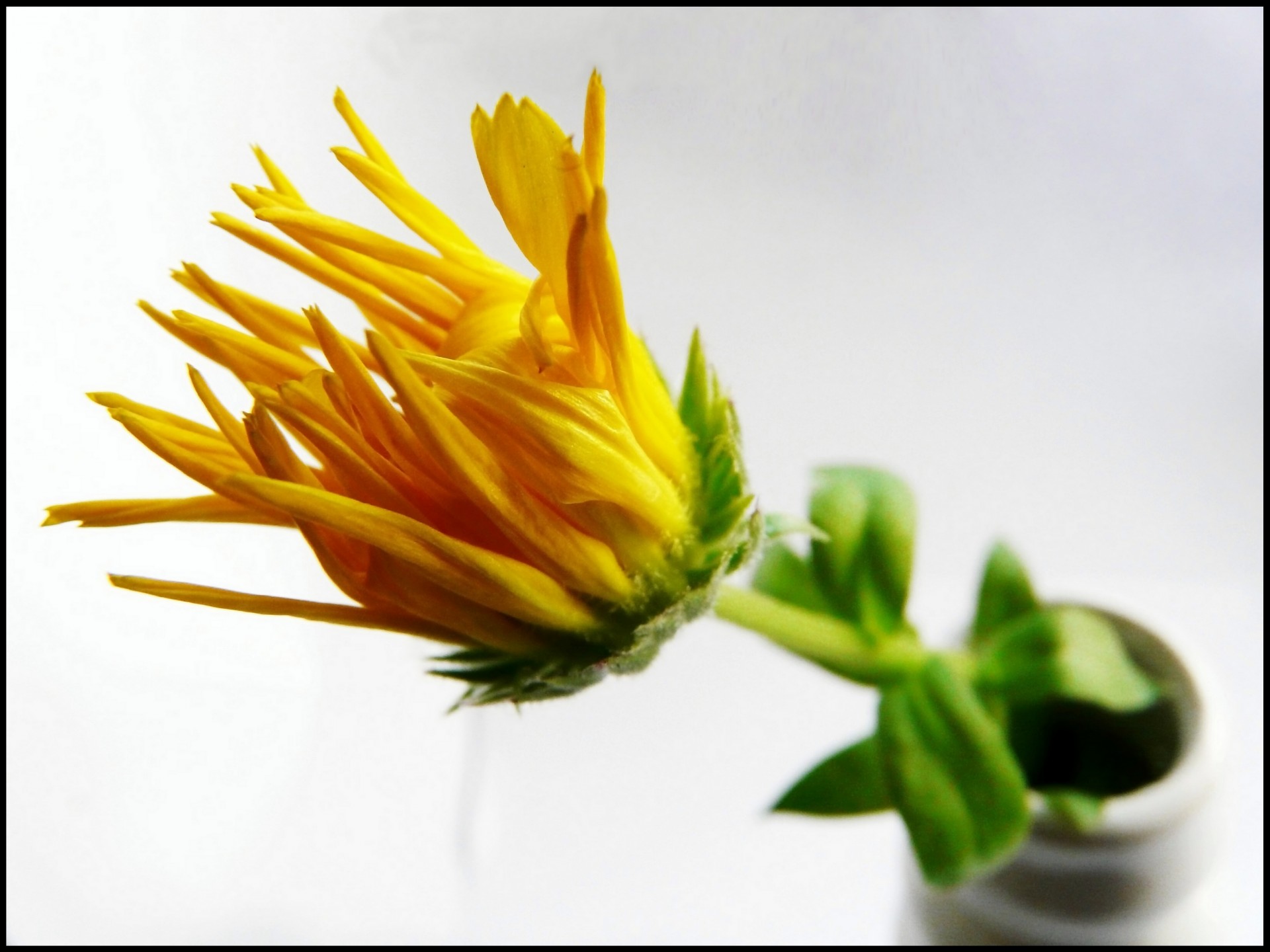 yellow flower close-up free photo