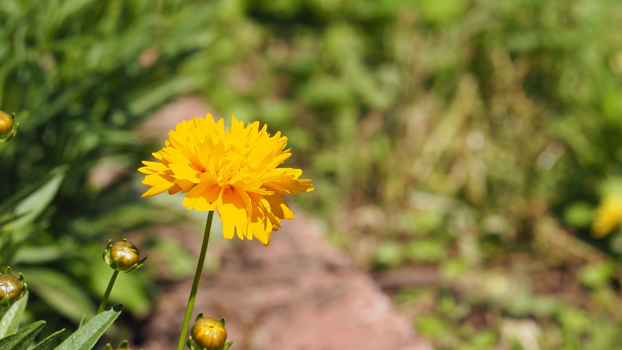 yellow flower blooming flowers spring flower free photo