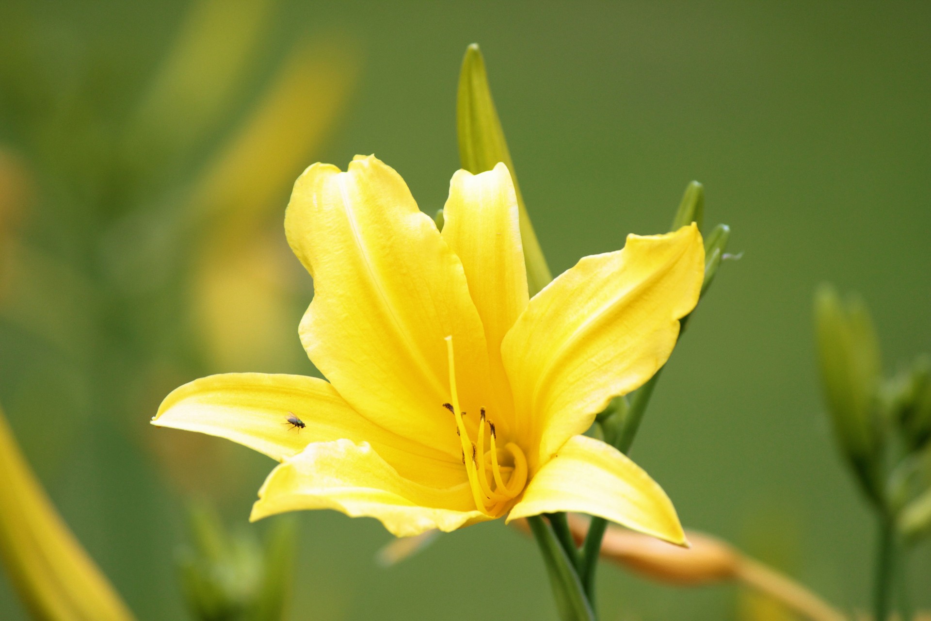 flower yellow fly free photo