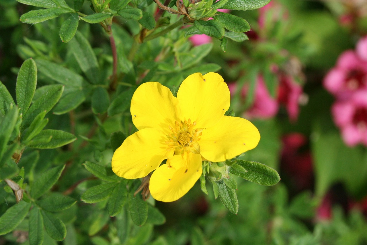 yellow flower sunny yellow plant free photo