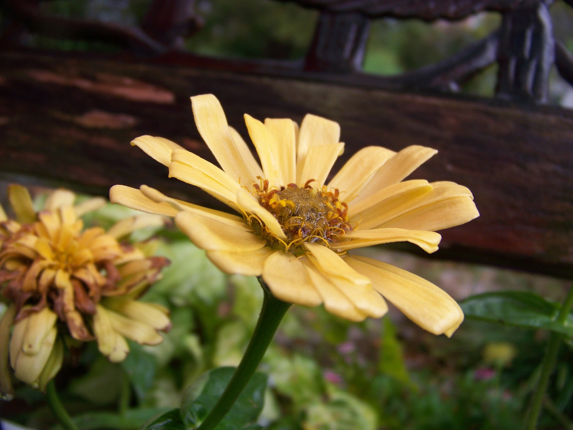 yellow flower floral free photo