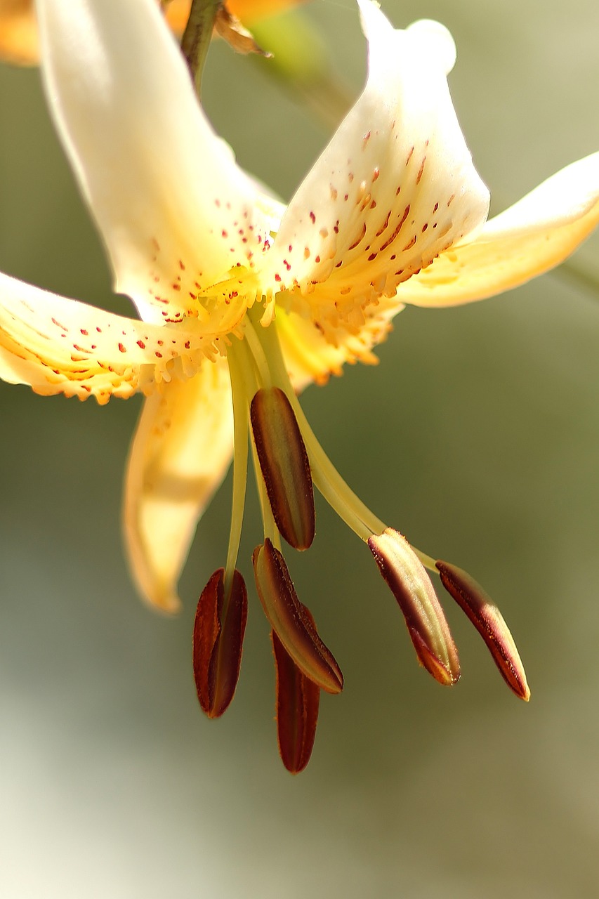 yellow flower white flower lily free photo